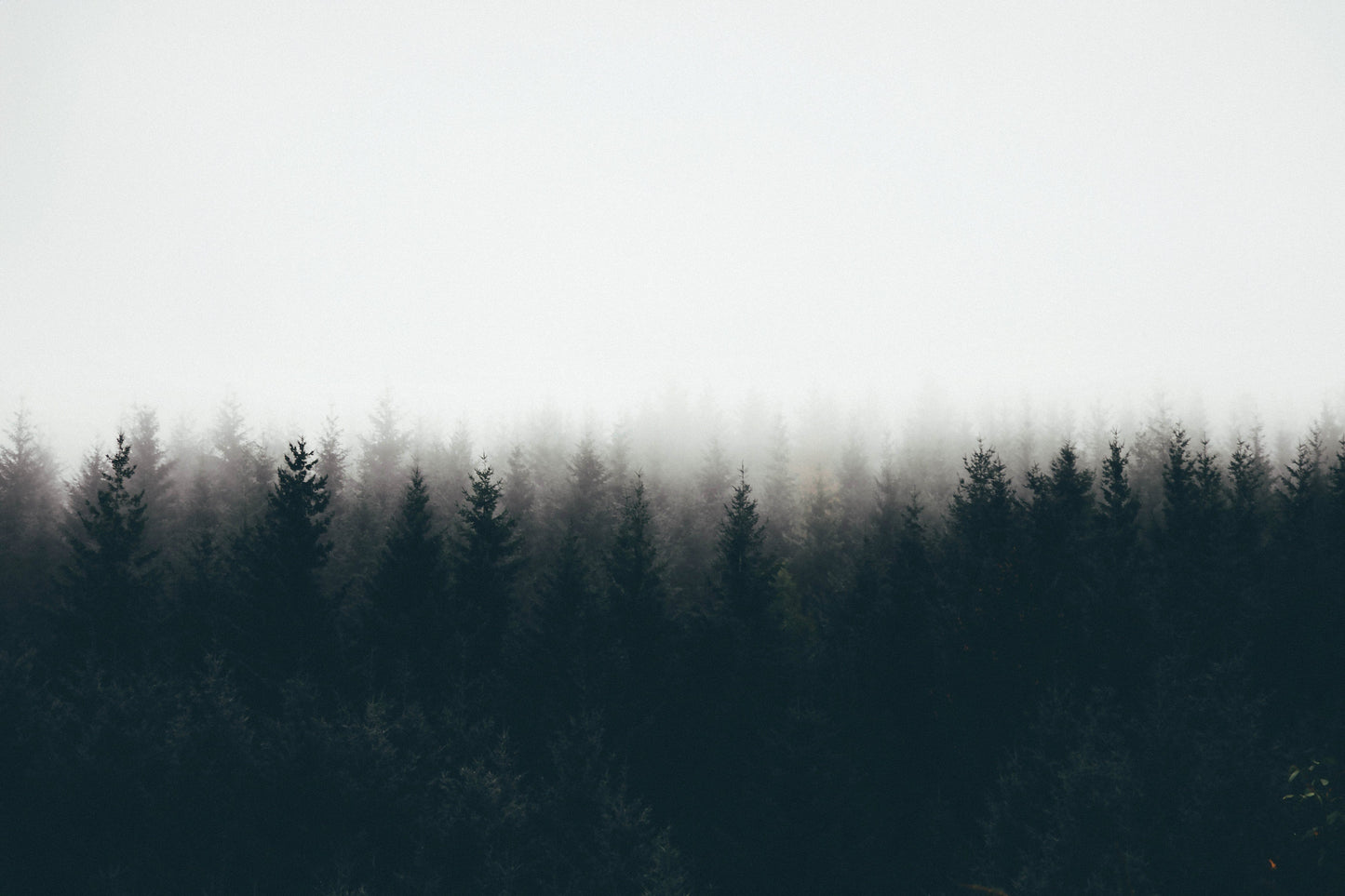 Arborescence
