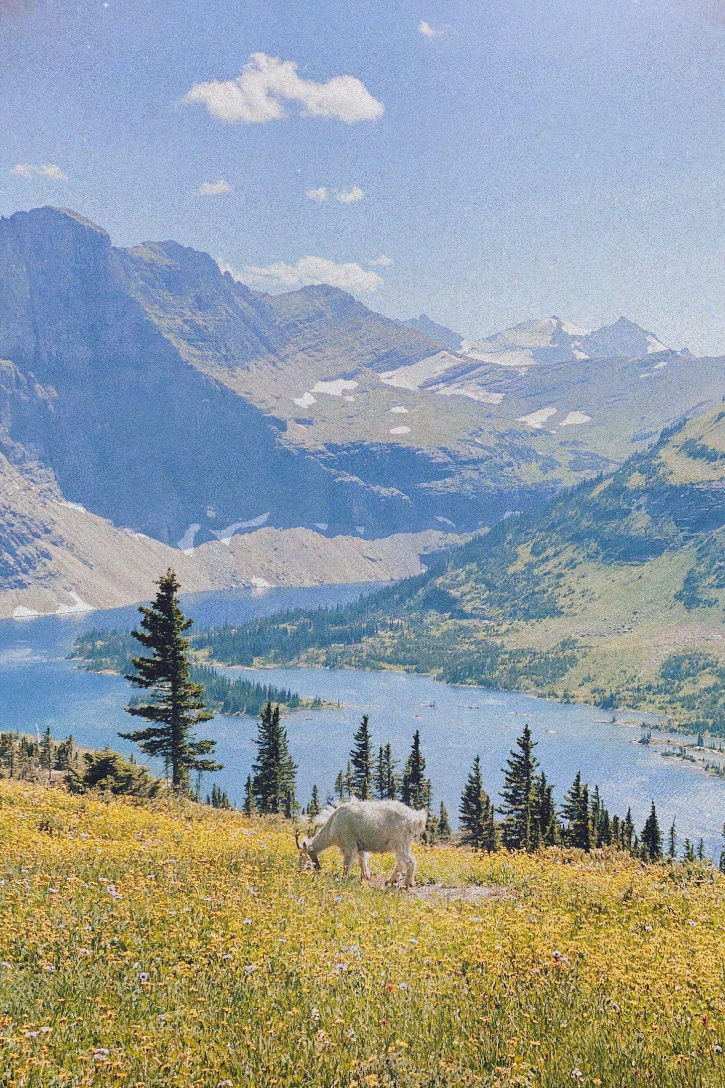 Mountain Goat