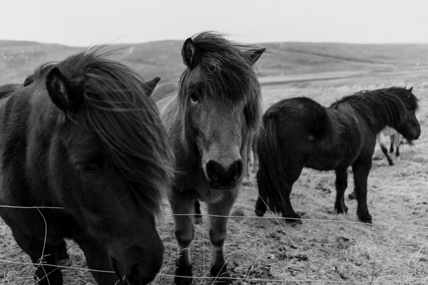Icelandic Horses