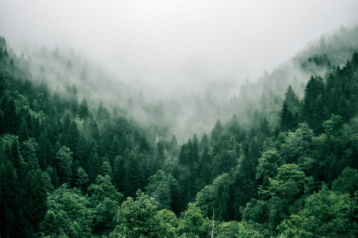 Talk with the fog
