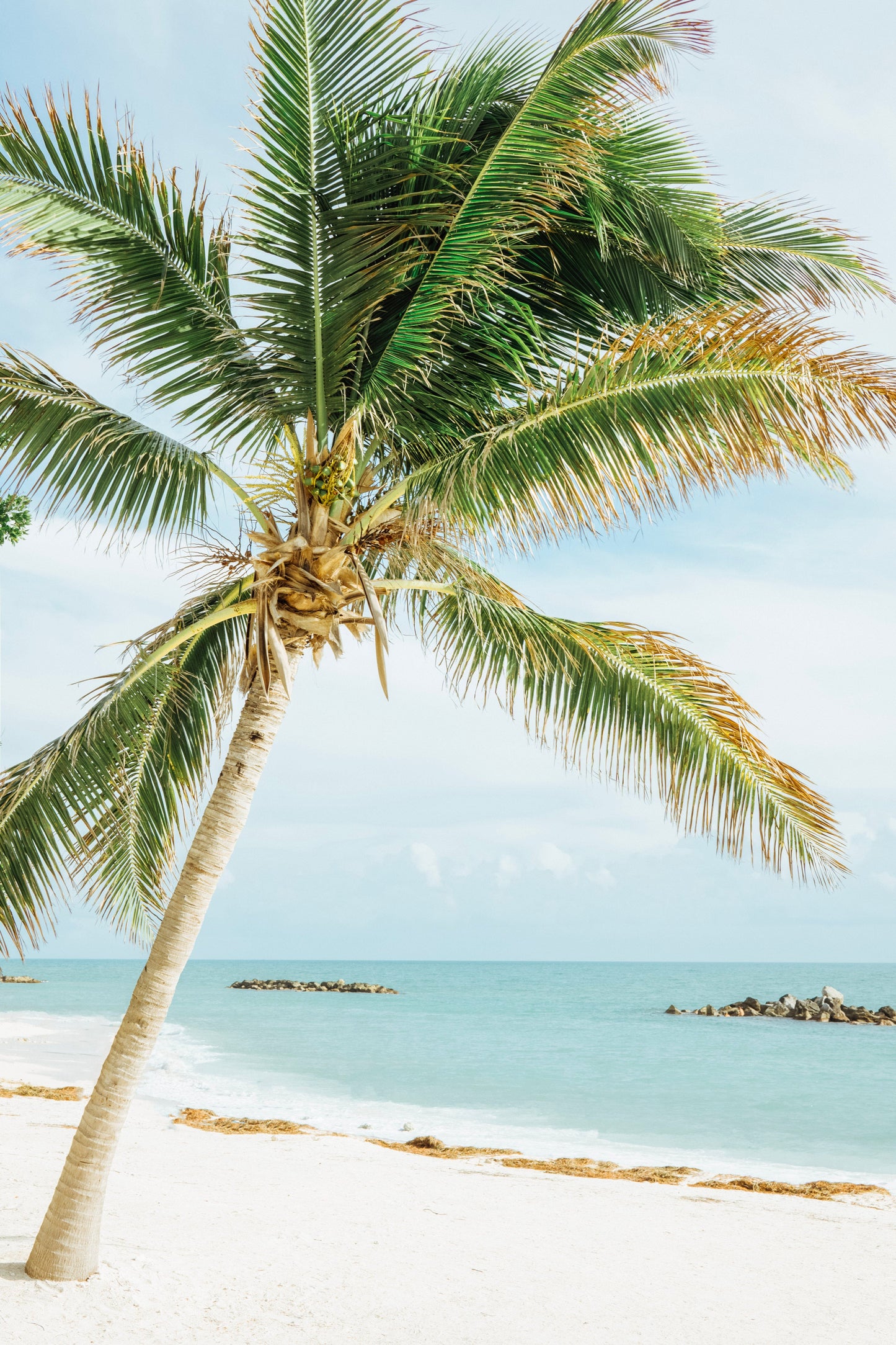 Palm Tree Beach