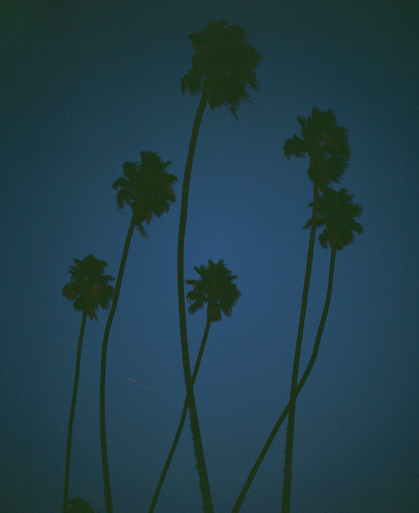 Twisted Palms