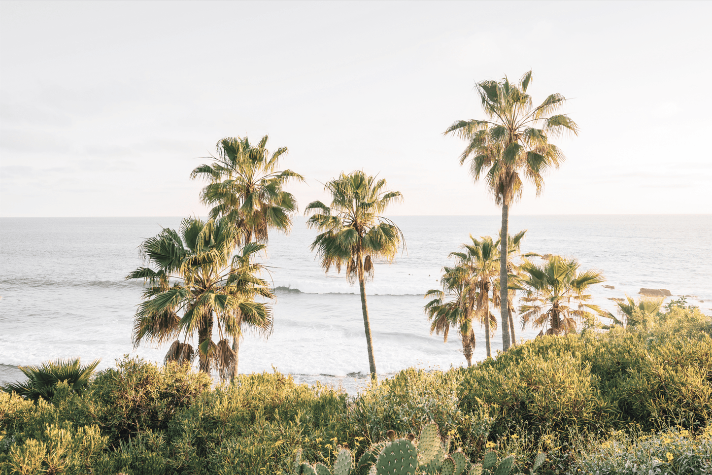 Golden Palms