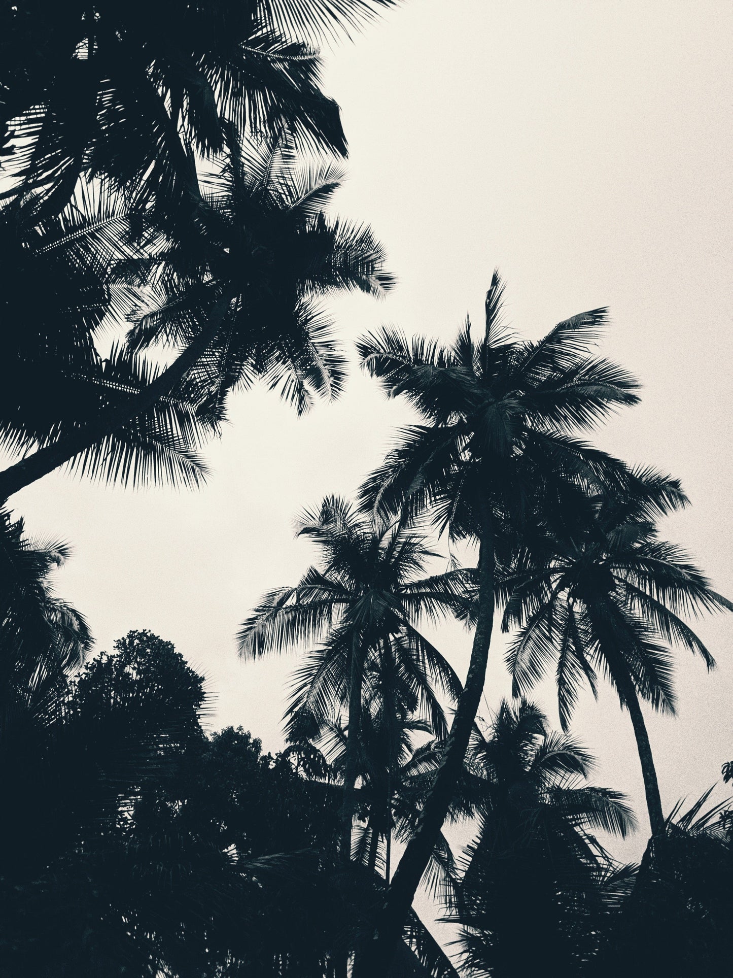 Coconut Dreams