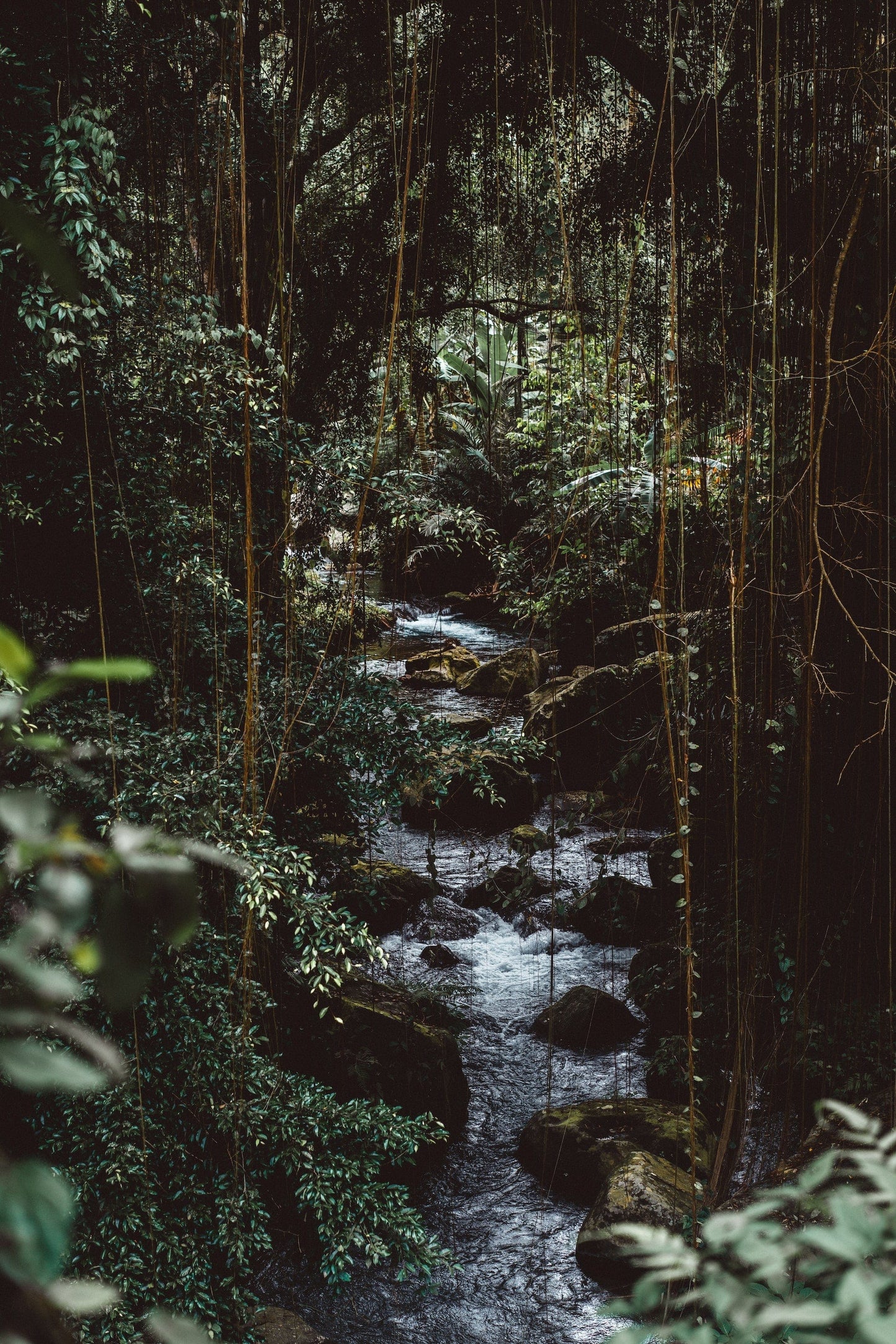 Into the Jungle