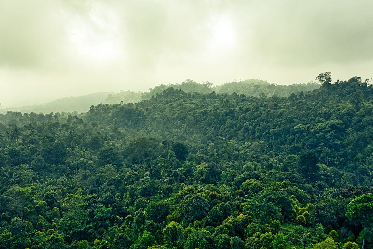 On The Slopes of Gunung Karang