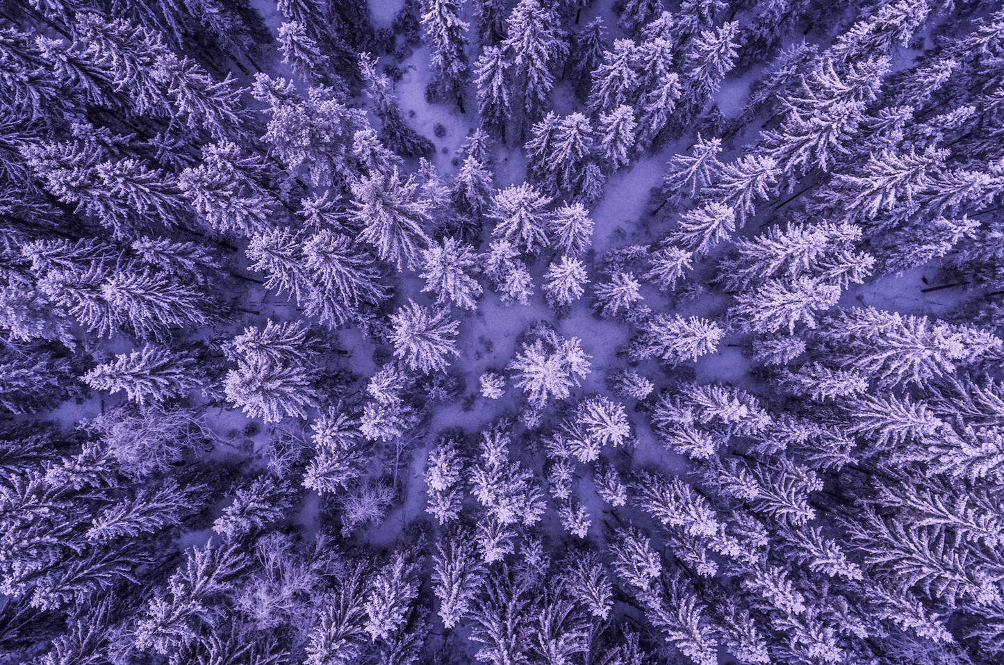 Purple Dust