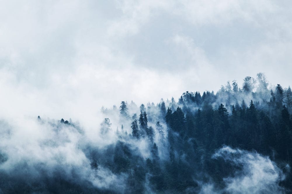 Cloud Forest
