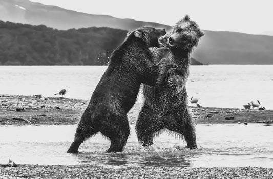 Dancing Bears