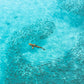 Blacktip