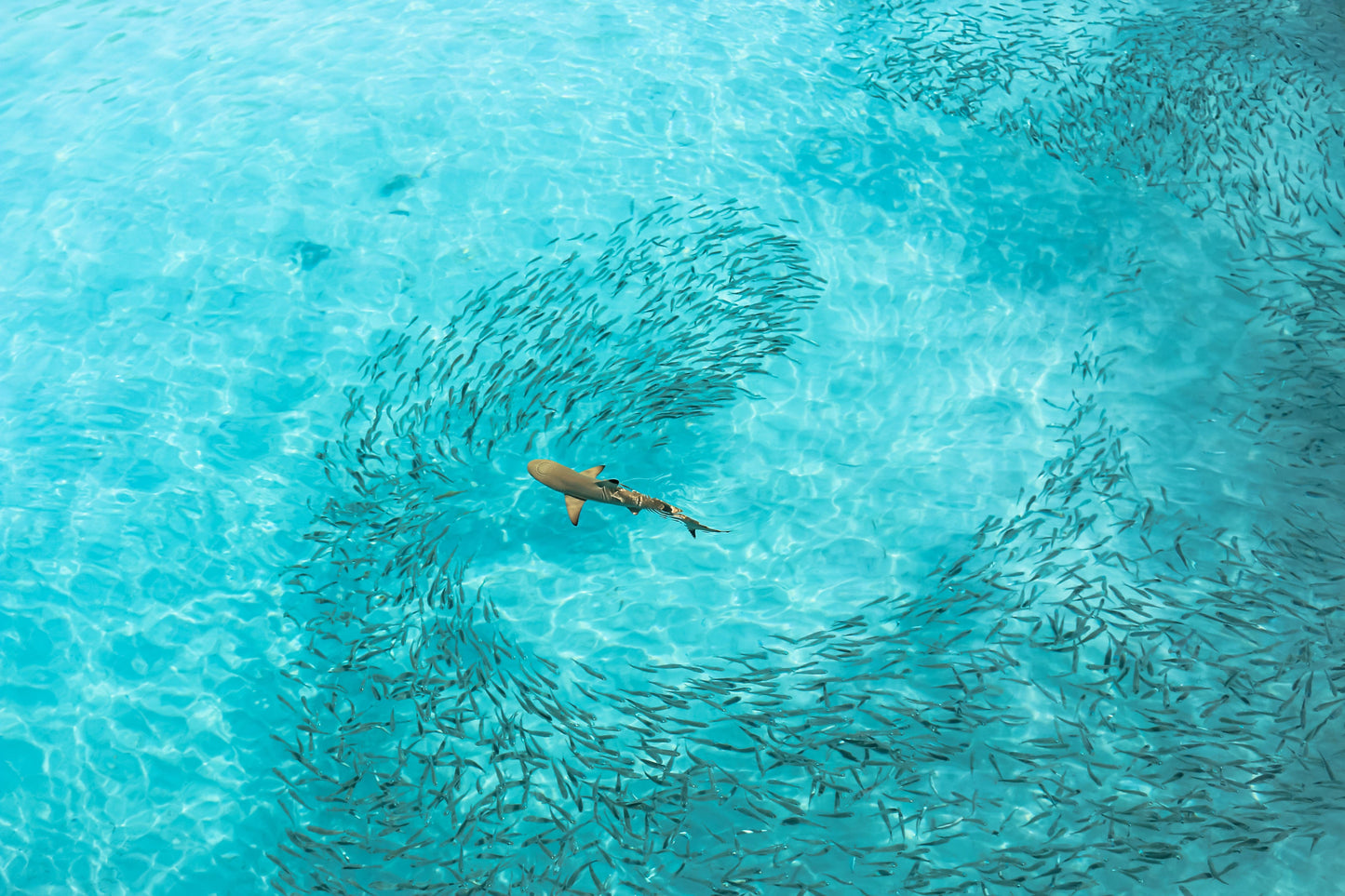 Blacktip
