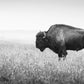 Buffalo Older