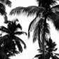 Palm Leaf