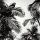 Tropic Views