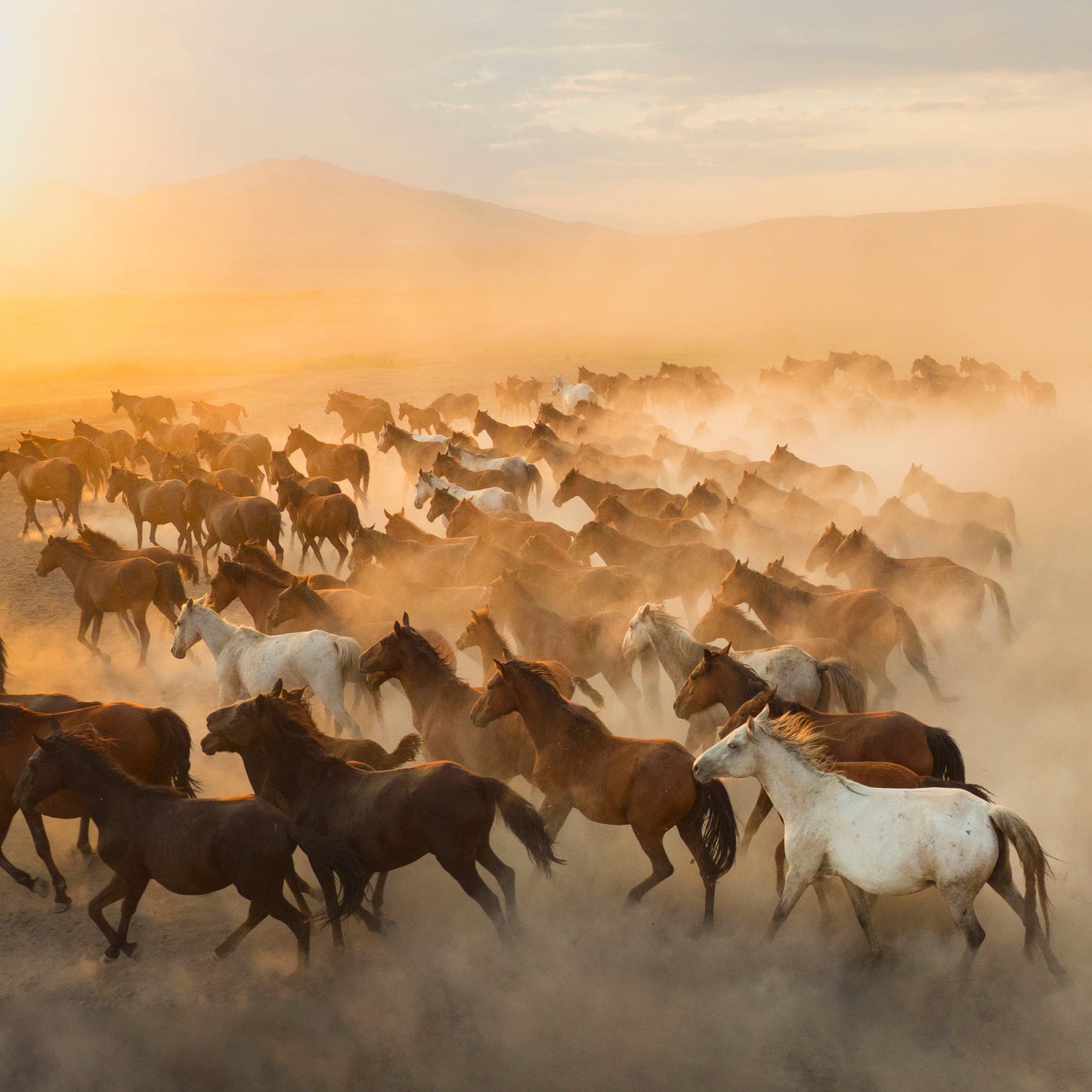Yilki Horses of Cappadocia