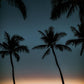 Mahalo Sunset