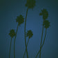 Twisted Palms
