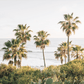 Golden Palms