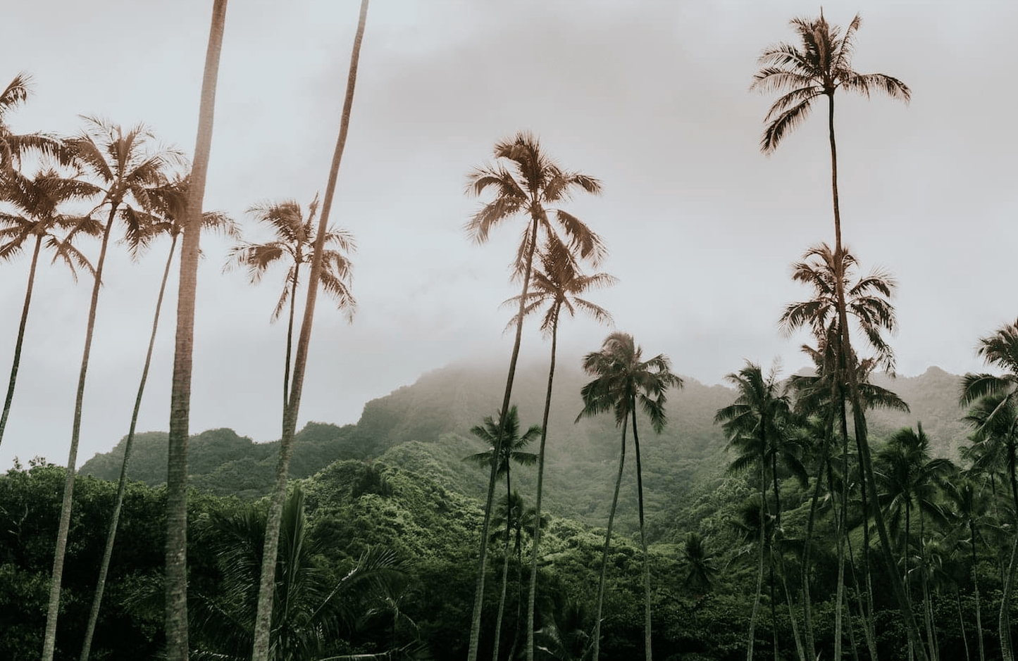 Oahu Palms