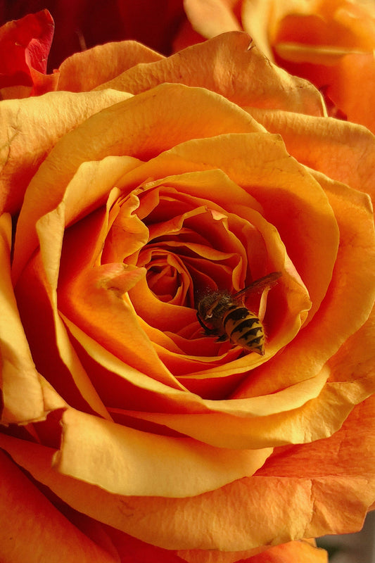 Rose Wasp