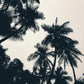 Coconut Dreams