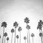 Washed Palms