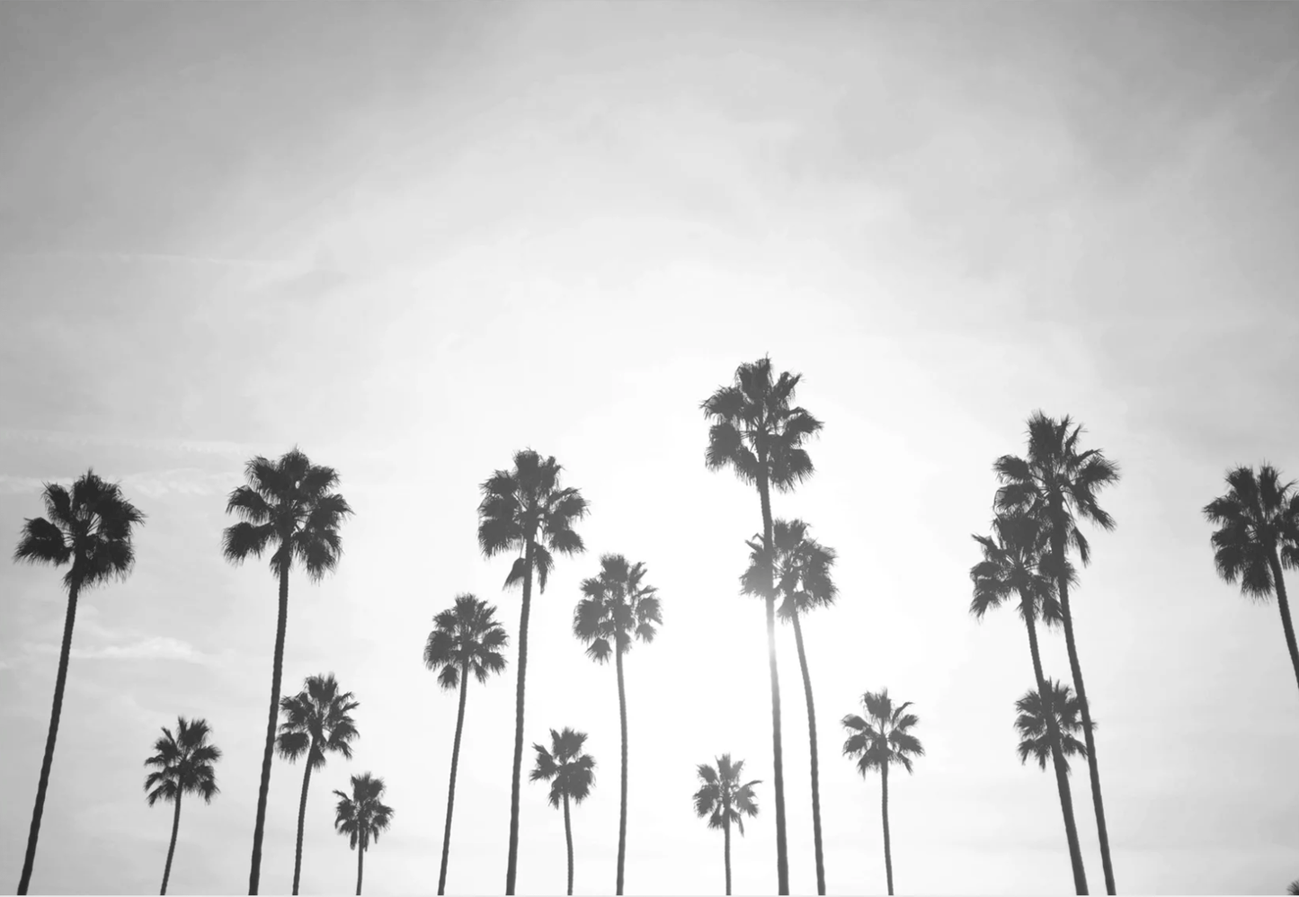 Washed Palms