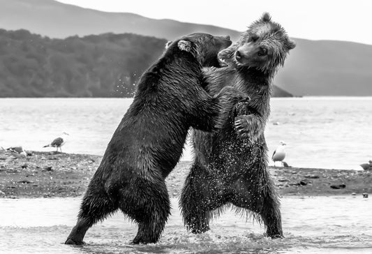 Dancing Bears