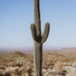 Saguaro