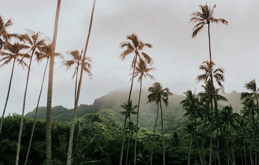 Oahu Palms