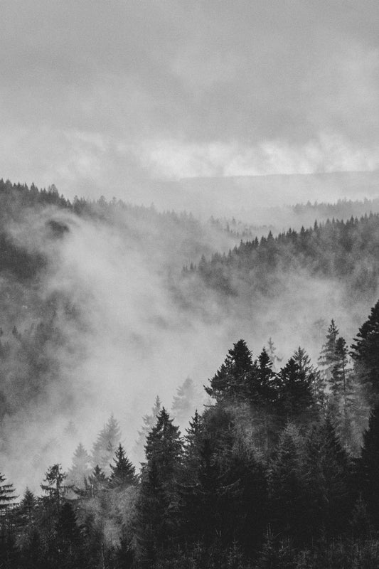 Black Forest Fog