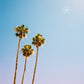 Palm Springs